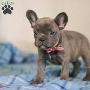 Charlene, Frenchton Puppy